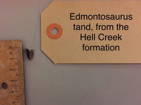 Edmtonosaurus tand