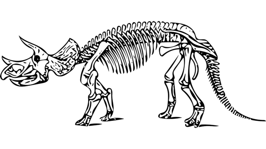 Triceratops fossiel