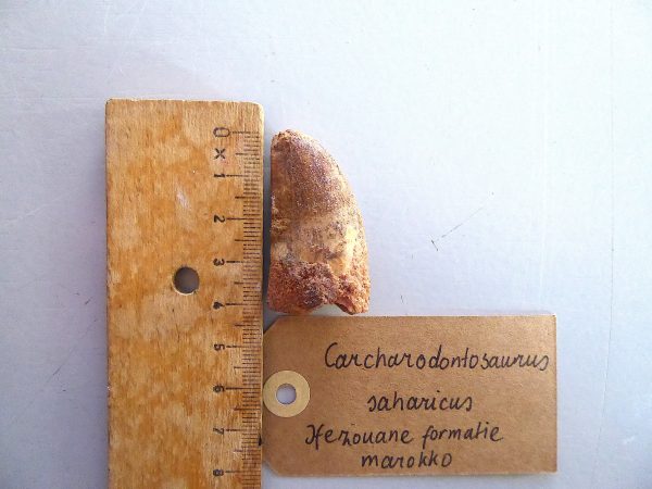 Ongebroken Carcharodontosaurus fossiele tand